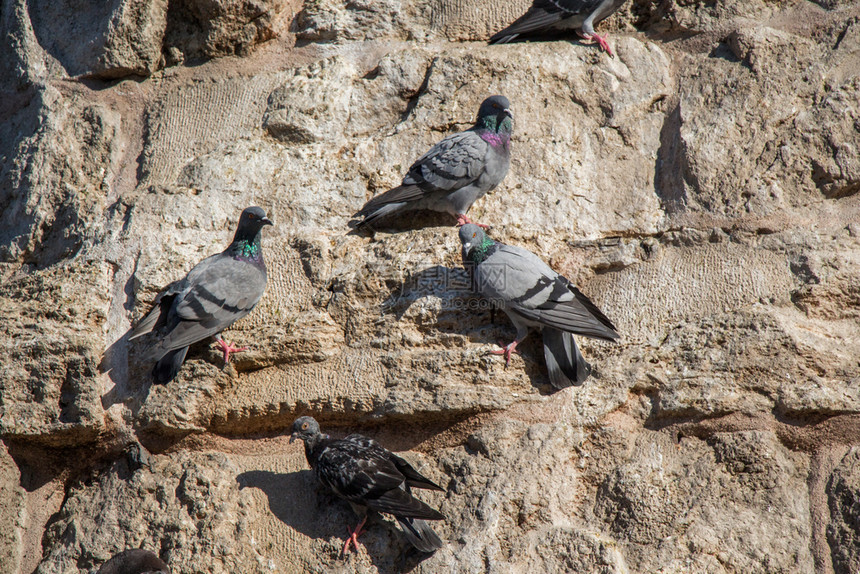 鸽子们坐在岩石背景上图片