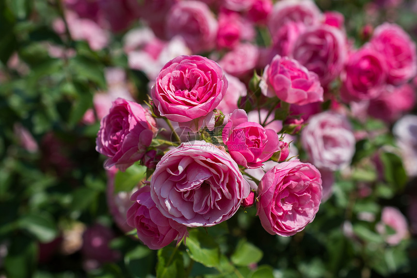 春花园里闪耀着一束美丽的玫瑰花图片