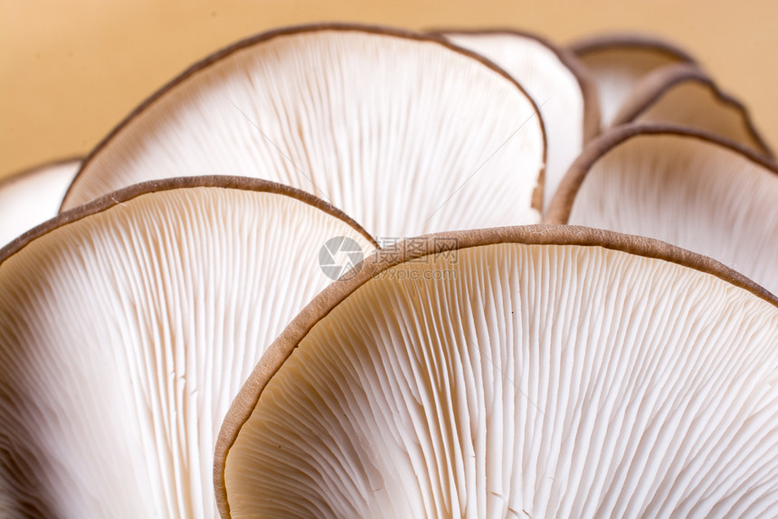 蘑菇或作为易于种植的蘑菇软图片