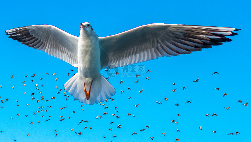 海鸥在蓝天鸟群前飞翔图片