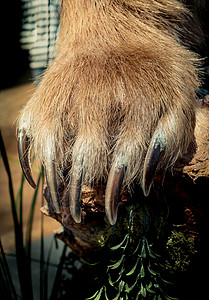 脚Y子棕熊爪有锋利的子背景
