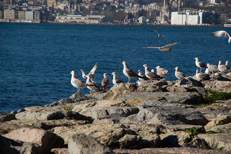 海鸥在岩石上海水边的岩石上背景图片