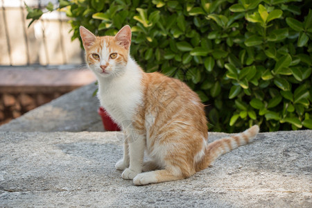 在城里街上看到野猫图片