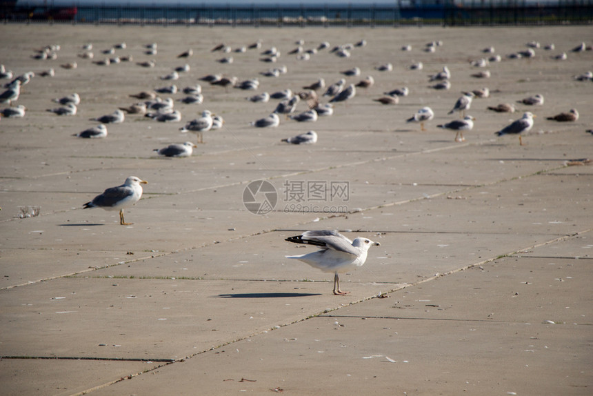 海鸥在水泥地上休息图片