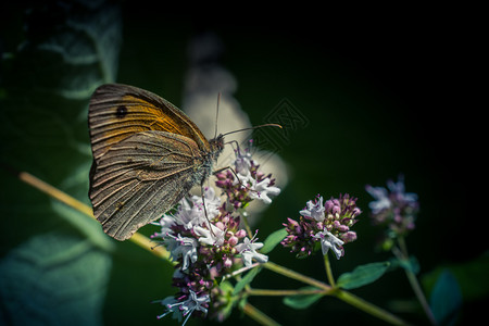 蝴蝶在大自然的花朵上觅食图片