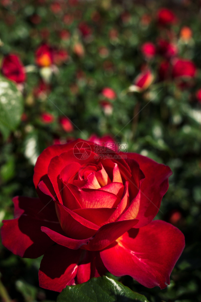 花园背景的美丽多彩玫瑰花图片