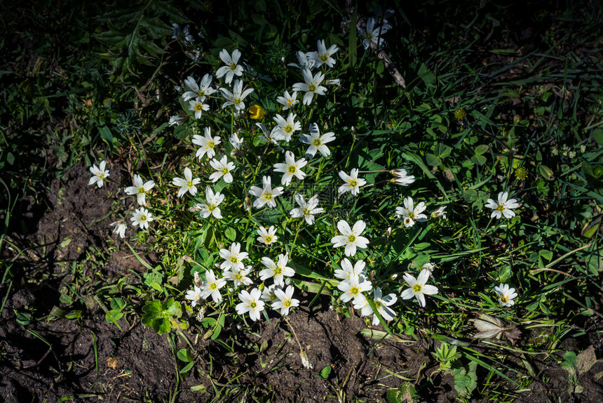 在阿特文高原盛开美丽多彩的野花图片