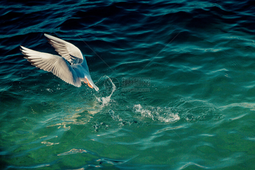 单海鸥在天空中飞翔图片