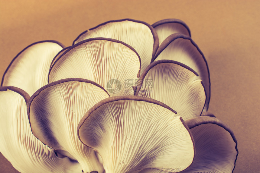 蘑菇或作为易于种植的蘑菇软图片