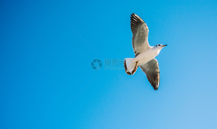 蓝天空背景的单海鸥飞行图片