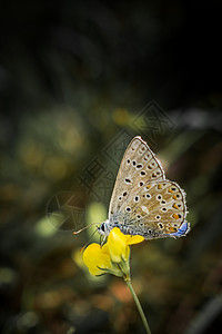 蝴蝶在大自然的花朵上觅食图片