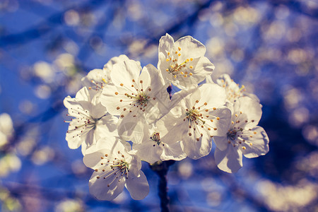 春季花朵图片