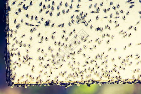 一群飞蚂蚁聚集在白色背景上背景图片