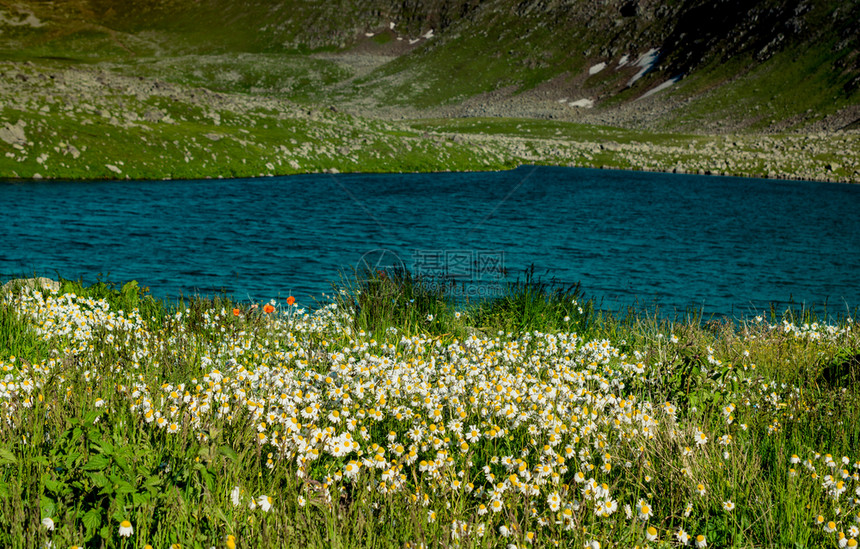 在阿尔特文高地的池塘旁露出美丽的野生花朵图片