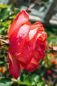 花瓣上有滴水的花朵图片