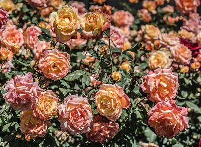 玫瑰花园中美丽多彩的玫瑰花朵图片