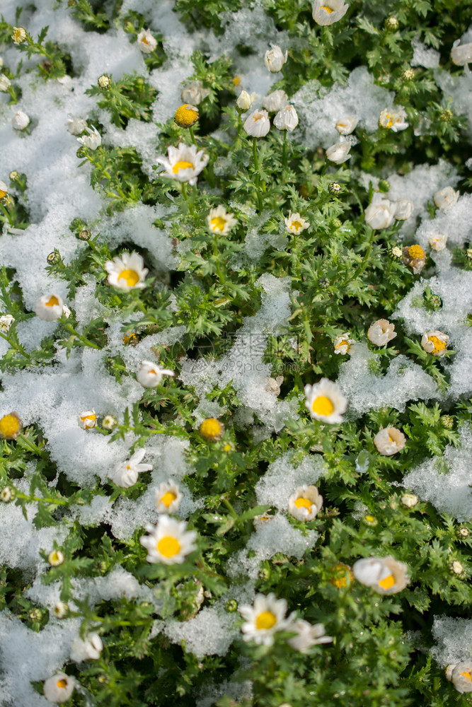 在花园下雪的春早期花朵图片