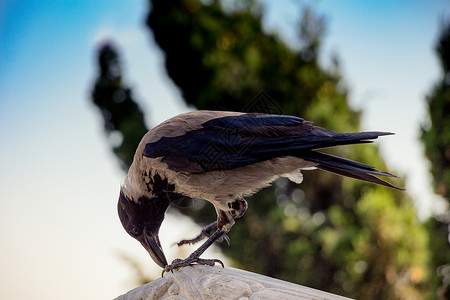 兜帽的乌鸦Corvuscornix是一种鸟类高清图片