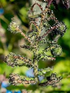一群飞蚁聚集在植物上高清图片