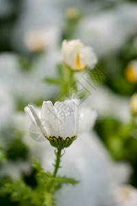 在花园下雪的春早期花朵图片