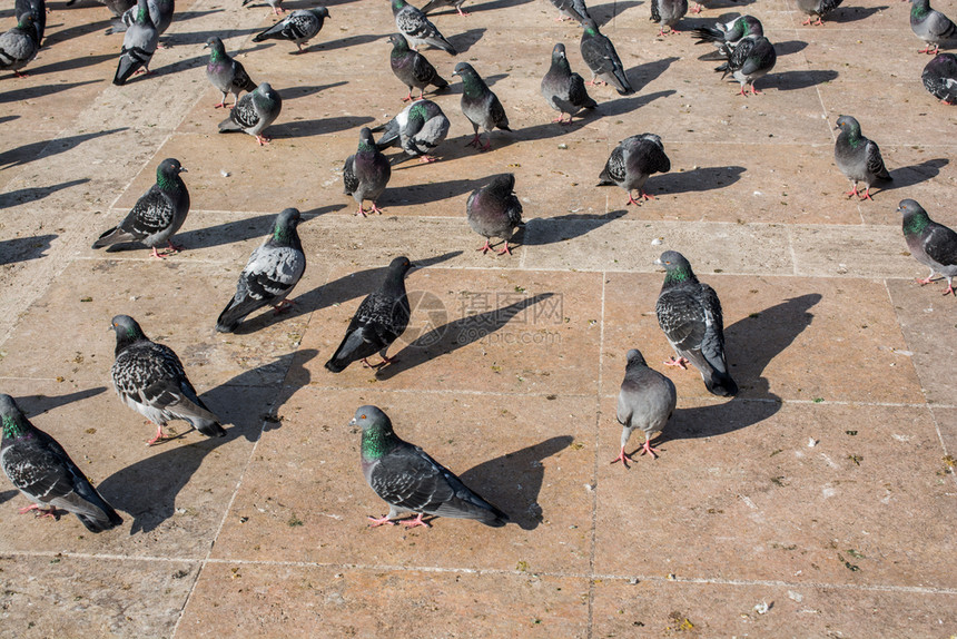 孤独的鸟类生活在城市环境中图片