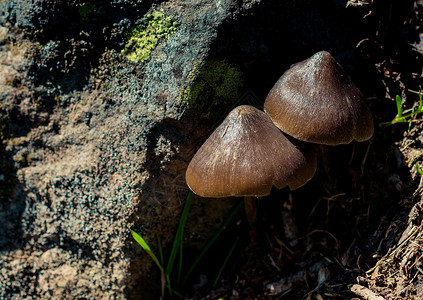 秋在森林里种植蘑菇图片