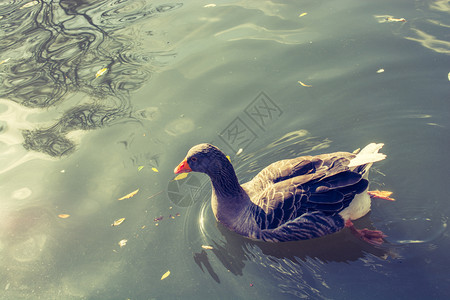 在池塘水中游泳的野鸭图片