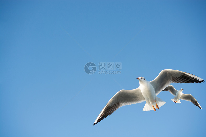 海鸥在天空背景中飞翔图片