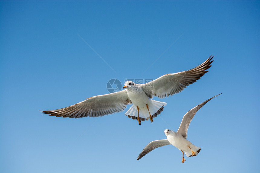 蓝天空背景的单海鸥飞行图片