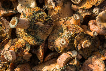 收集用于吃饭的蘑菇植物背景图片