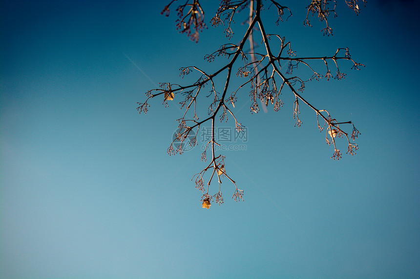 蓝色天空上的大绿树枝图片
