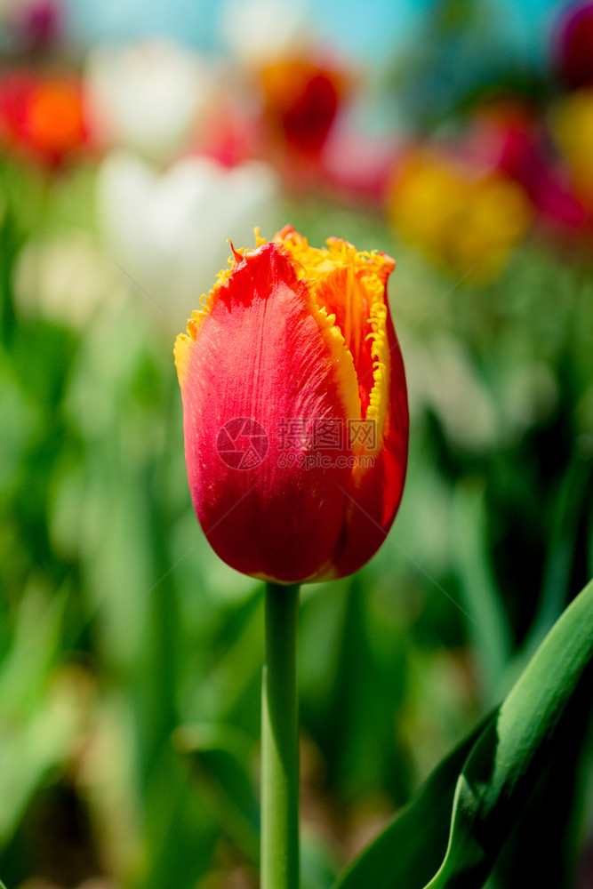 春天花园里盛开着一朵五颜六色的郁金香图片