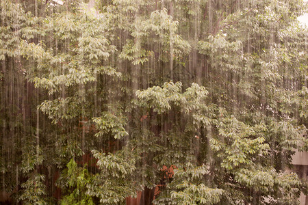 显示雨时关闭大树图片