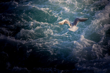 单海鸥在上飞行图片