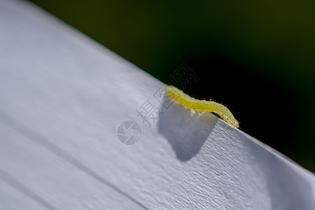白色木背景的小绿毛虫图片