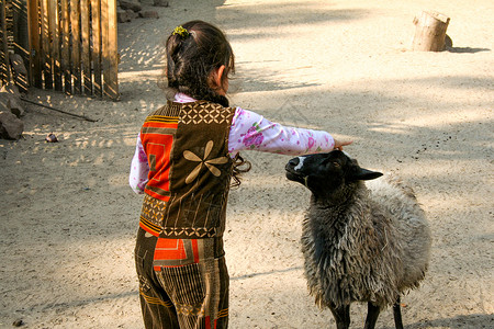 小女孩摸着院子里头顶的羊图片
