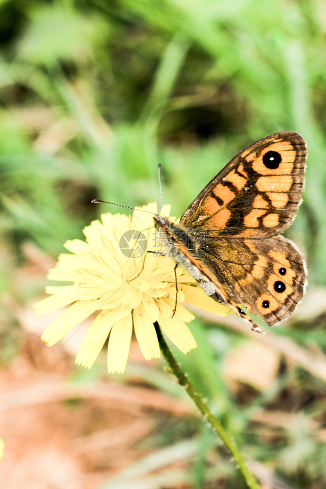 美丽的蝴蝶依着自然背景的花朵图片