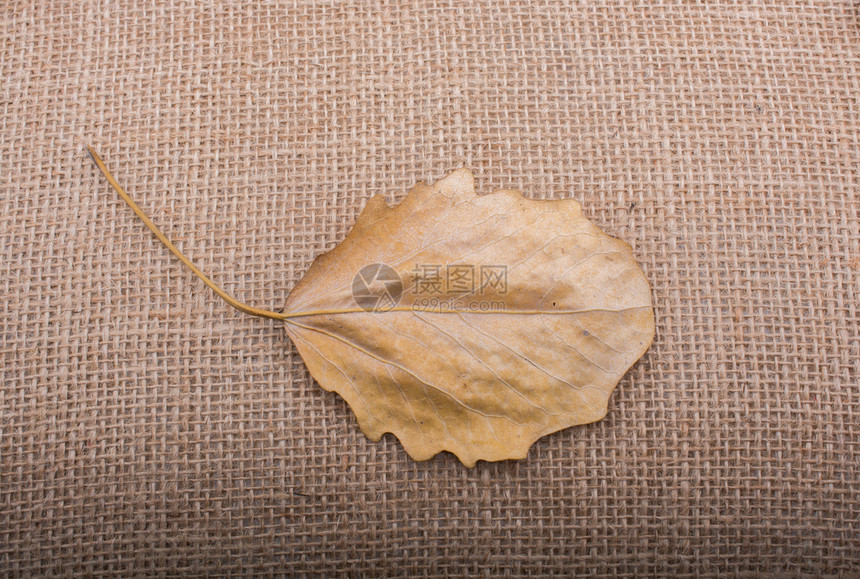 秋天的一片干燥的叶子图片