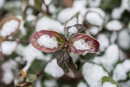 寒冬的绿植物上下雪图片