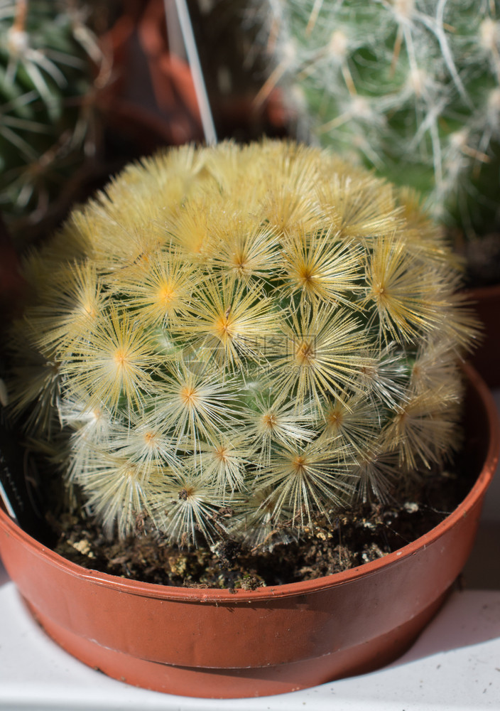 在一个小锅子里的鲜花仙人掌植物图片