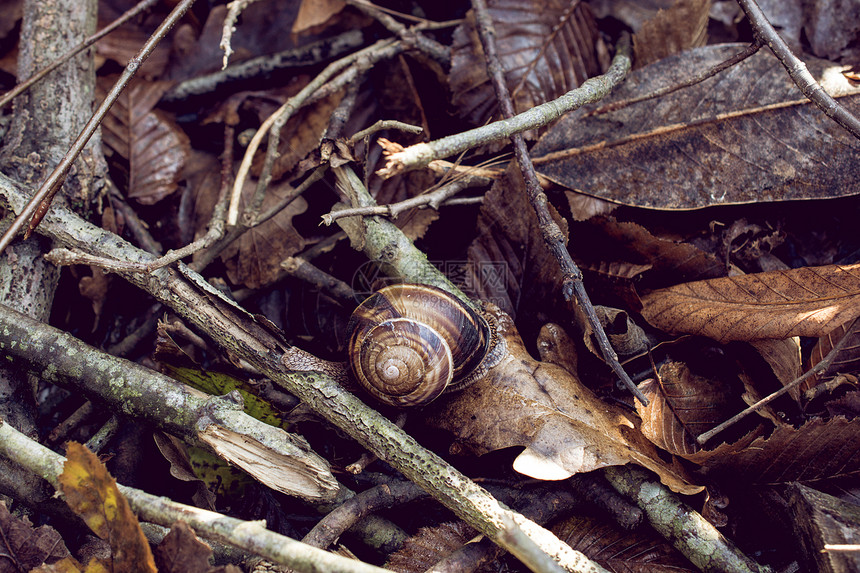 树枝上的棕蜗牛图片