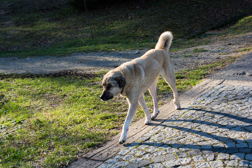 土耳其牧羊犬Kangal作为饲养牲畜的狗图片