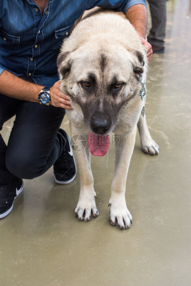 土耳其牧羊犬Kangal作为饲养牲畜的狗图片