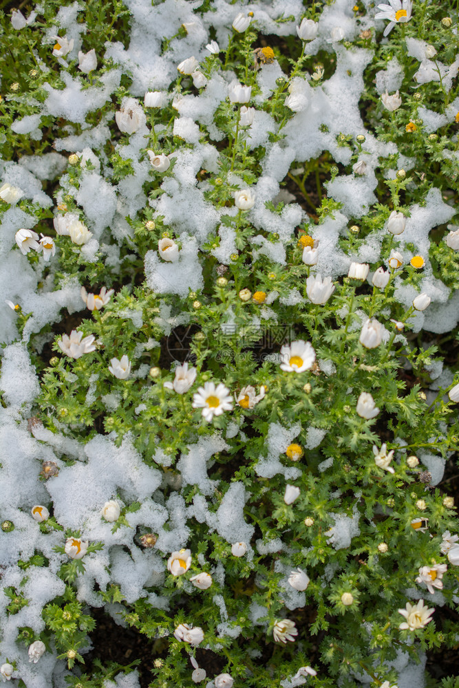 在花园下雪的春早期花朵图片