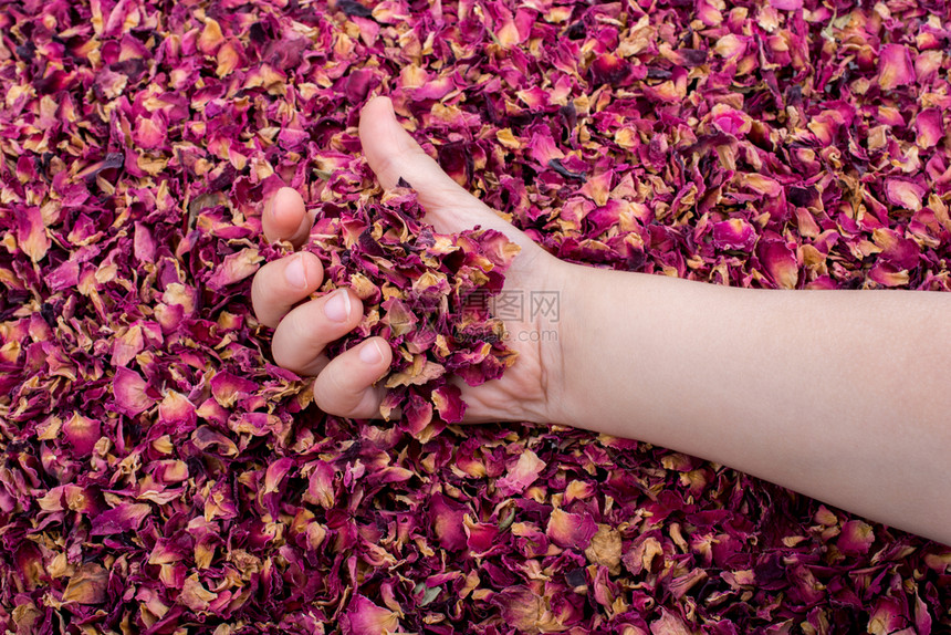 香草茶在手的时候干枯玫瑰花瓣图片