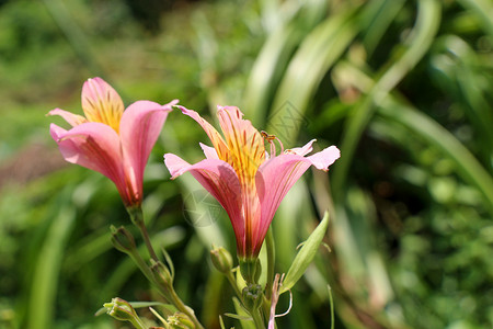 印加大自然背景中美丽的鲜花背景