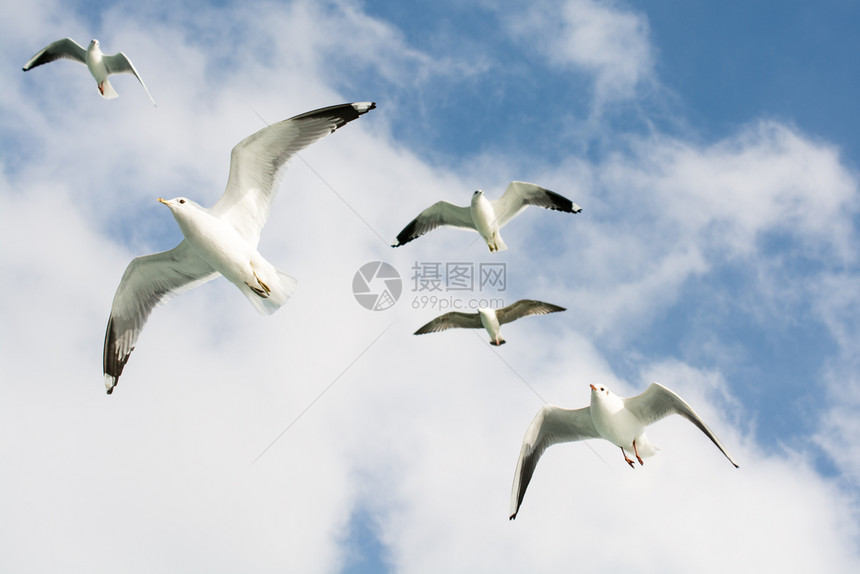 海鸥在天空中飞翔图片