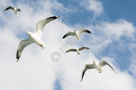 海鸥在天空中飞翔背景图片