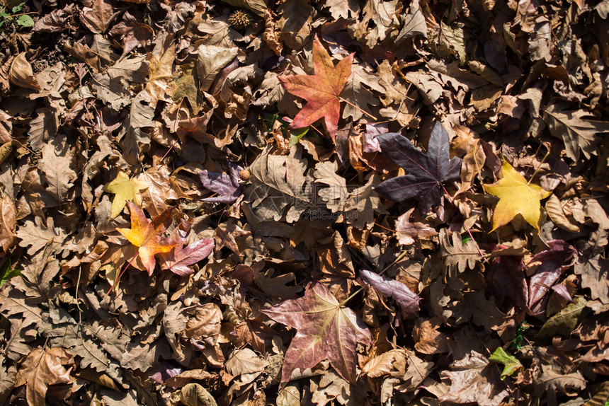 秋季节叶的纹理背景图片
