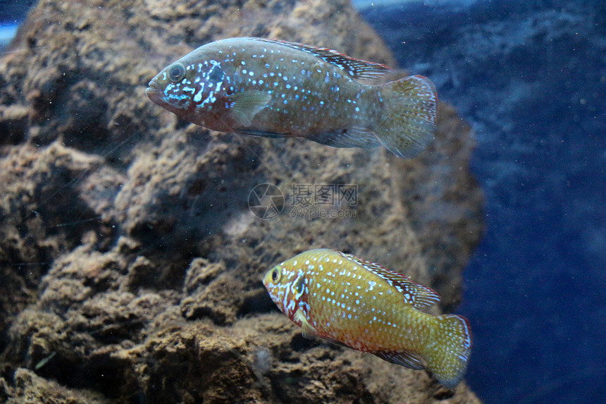 美丽的多彩鱼类在水族馆环境中游泳图片